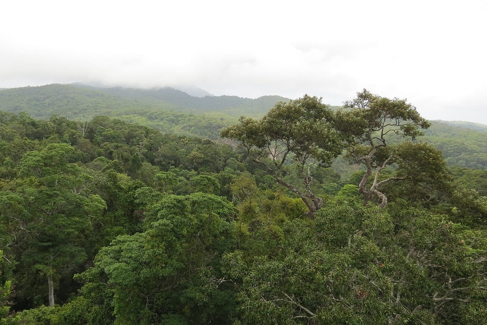 Daintree Rainforest Tour