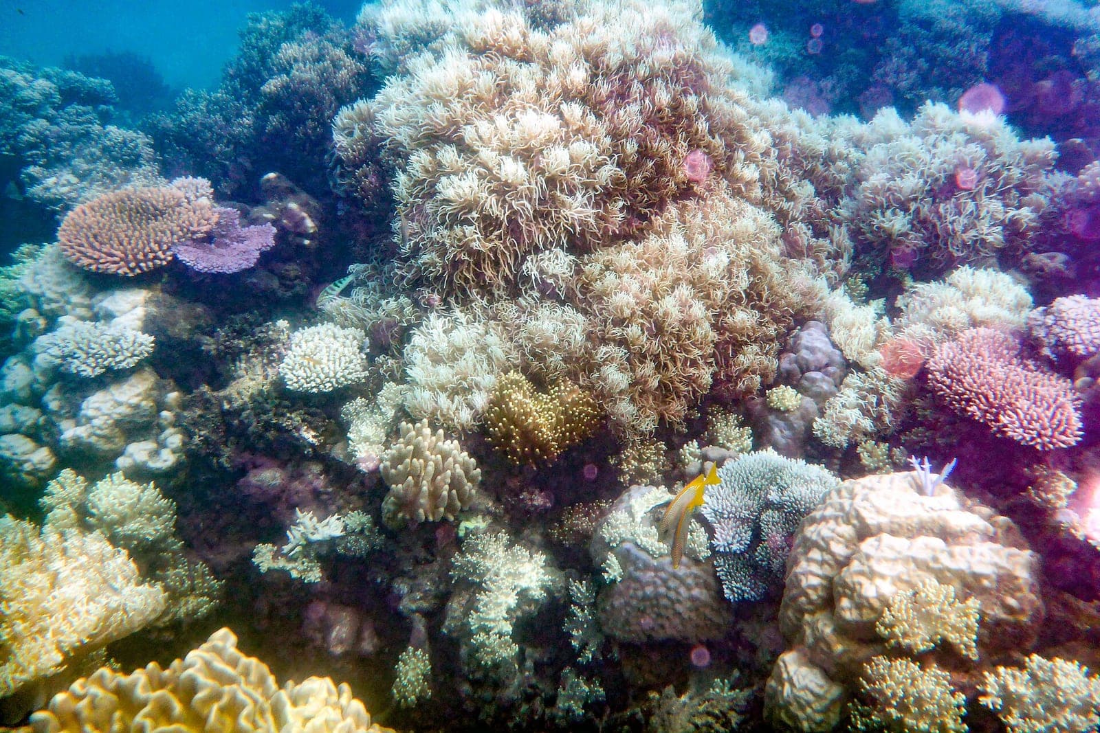 Great Barrier Reef Cruise