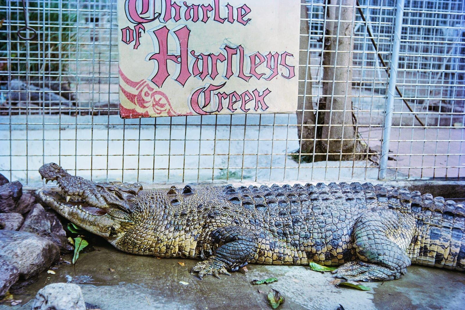 Hartley's Crocodile Adventures
