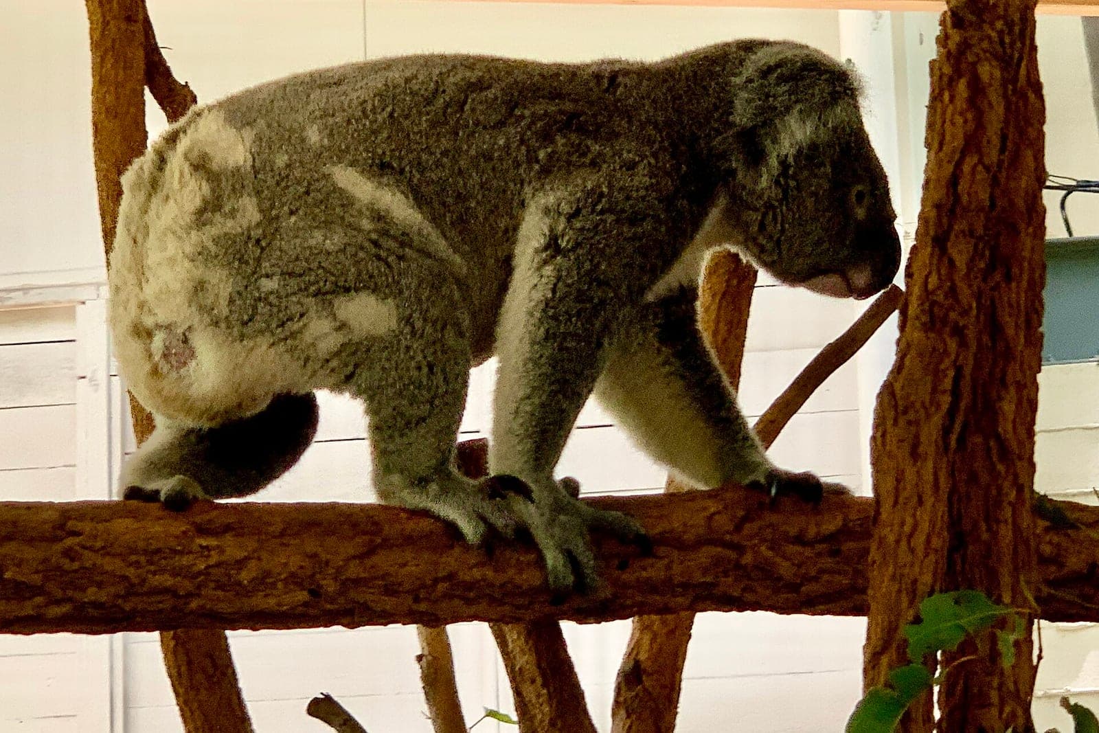 Lone Pine Koala Sanctuary