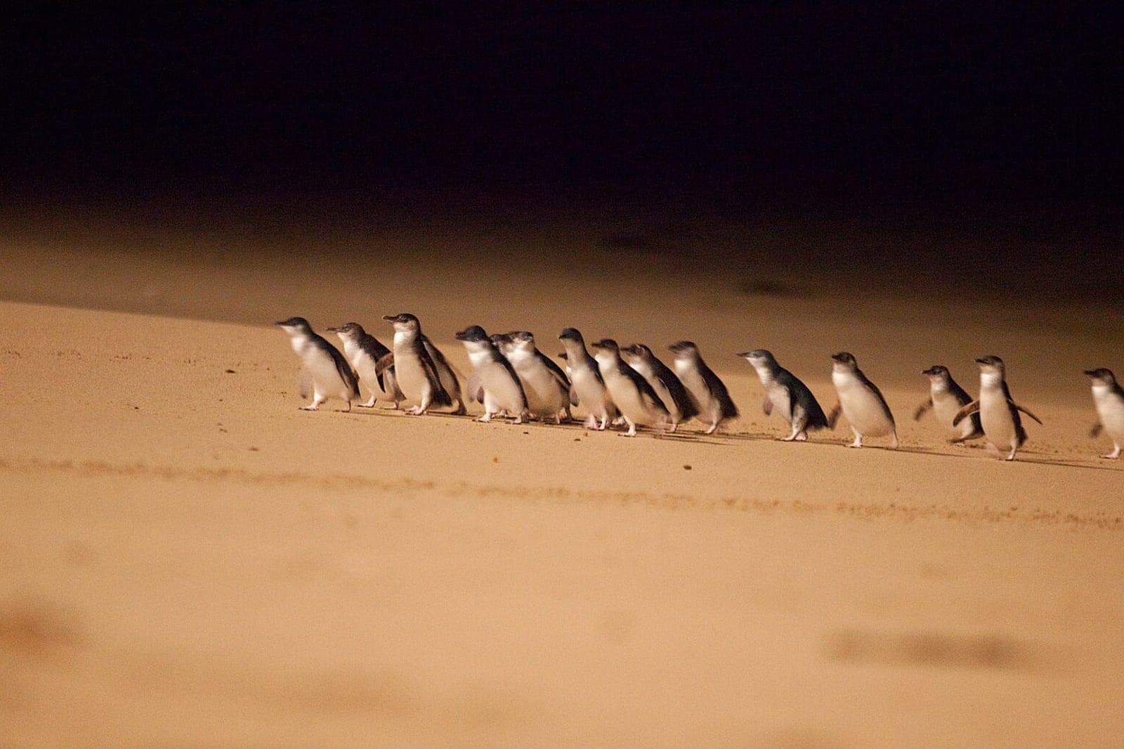 Phillip Island Penguin Parade